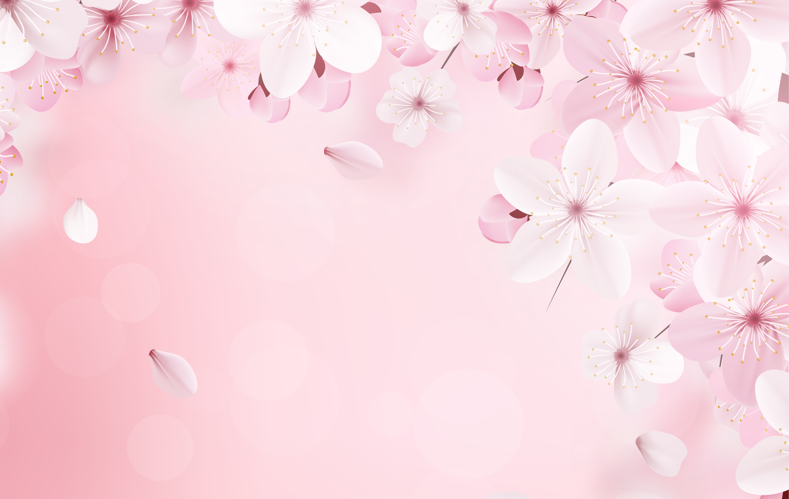 Sakura Cherry Background